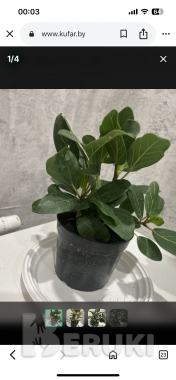 Комнатные растения, фикусы 0