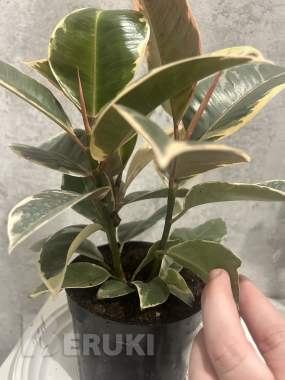 Комнатные растения, фикусы 1