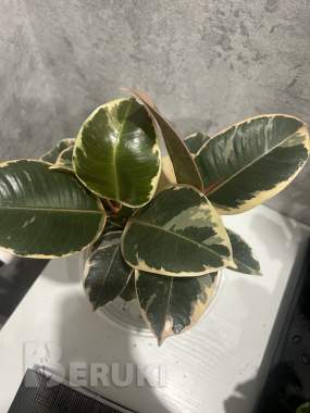 Комнатные растения, фикусы 2