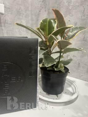Комнатные растения, фикусы 3