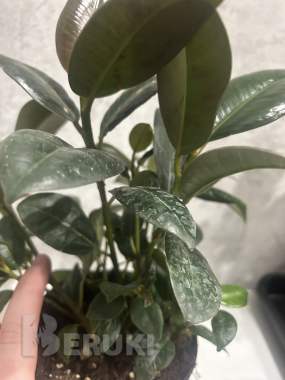 Комнатные растения, фикусы 5