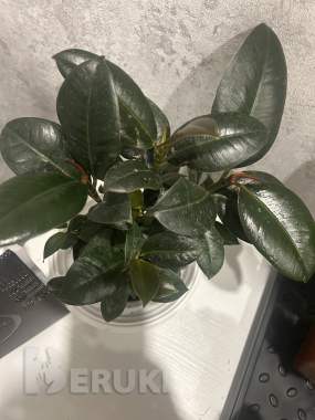 Комнатные растения, фикусы 6