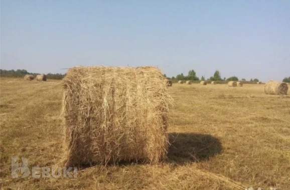 Продам сено