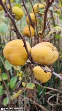 Продается двухэтажная дача в 19 км от мкад 13