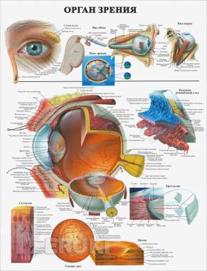 Анатомия. Плакаты для колледжа 2
