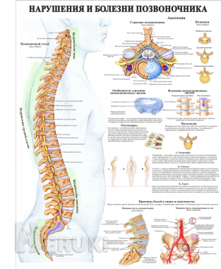 Анатомия. Плакаты для колледжа 4