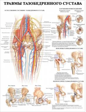 Анатомия. Плакаты для колледжа 6