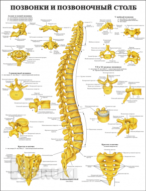 Плакаты для учреждений здравоохранения и медколледжа 2