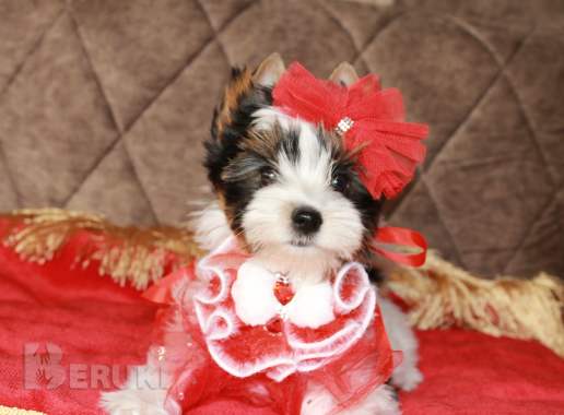 Бивер девочка 0