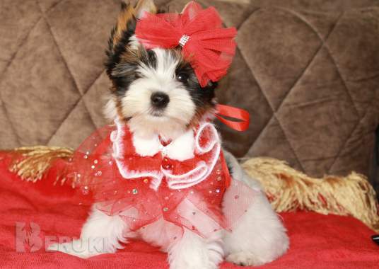 Бивер девочка 1