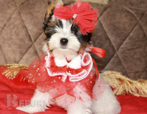 Бивер девочка 2