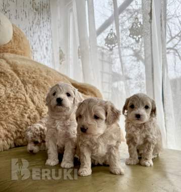 Мальтипу мальчики / девочки 0