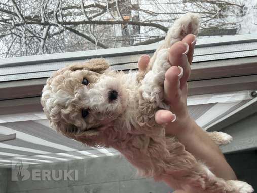 Мальтипу мальчики / девочки 2