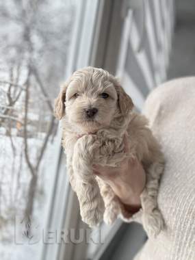 Мальтипу мальчики / девочки 3