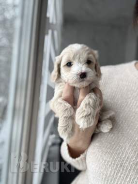 Мальтипу мальчики / девочки 4