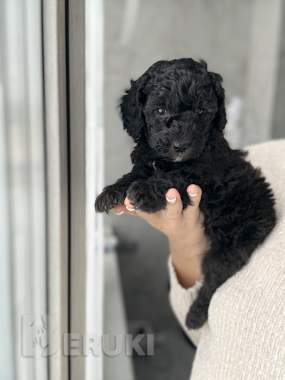 Мальтипу мальчики / девочки 5