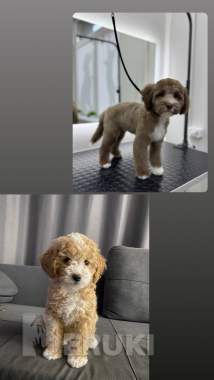 Мальтипу мальчики / девочки 6