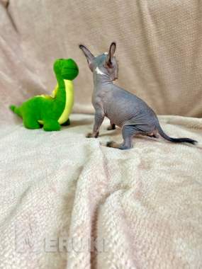 Щенки ксолоитцкуинтли голой мексиканской собаки 0