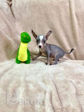 Щенки ксолоитцкуинтли голой мексиканской собаки 1