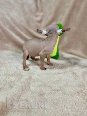 Щенки ксолоитцкуинтли голой мексиканской собаки 2