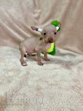 Щенки ксолоитцкуинтли голой мексиканской собаки 3