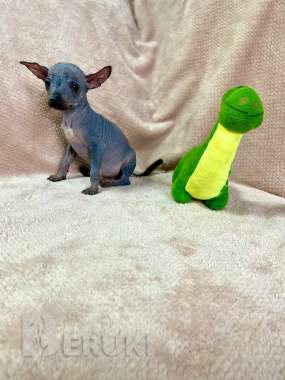 Щенки ксолоитцкуинтли голой мексиканской собаки 5