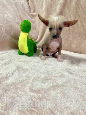 Щенки ксолоитцкуинтли голой мексиканской собаки 6