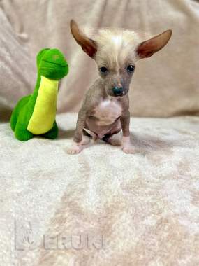 Щенки ксолоитцкуинтли голой мексиканской собаки 7