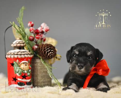 Щенки цвергшнауцера. Питомник 0