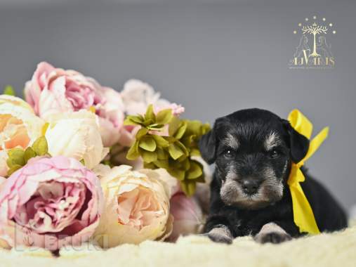 Щенки цвергшнауцера. Питомник 1