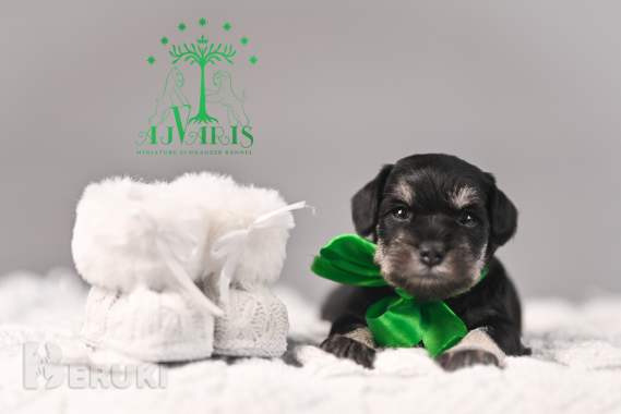 Щенки цвергшнауцера. Питомник 2