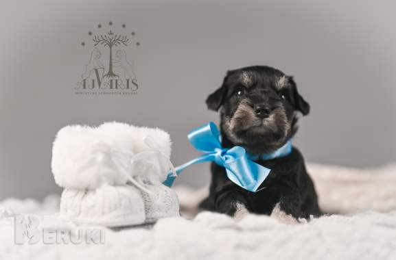 Щенки цвергшнауцера. Питомник 4