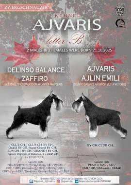 Щенки цвергшнауцера. Питомник 5