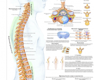 Травмы и болезни организма. Медицинский плакат