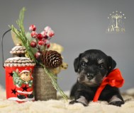 Щенки цвергшнауцера. Питомник