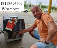 Перевозка животных в америку и европу