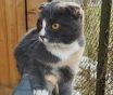 Кошка ищет дом