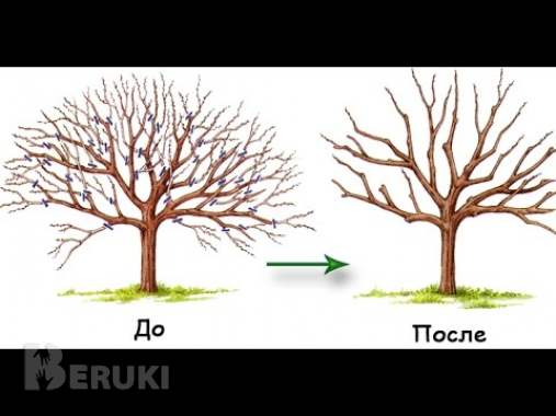 Подрезка плодовых деревьев на оздоровление