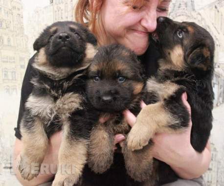 Щенки немецкой овчарки с полным пакетом документов 0