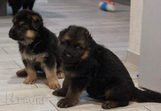 Щенки немецкой овчарки с полным пакетом документов 1