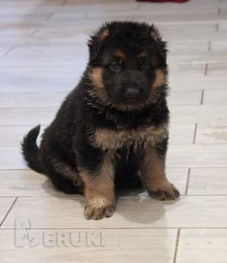 Щенки немецкой овчарки с полным пакетом документов 2