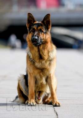 Щенки немецкой овчарки с полным пакетом документов 3