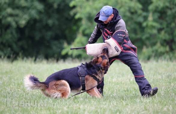 Щенки немецкой овчарки с полным пакетом документов 4