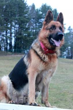 Щенки немецкой овчарки с полным пакетом документов 5