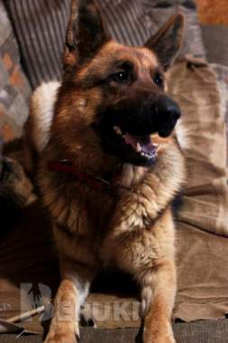 Щенки немецкой овчарки с полным пакетом документов 6