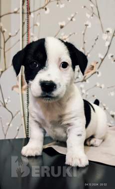 Щенки джек-рассел 0