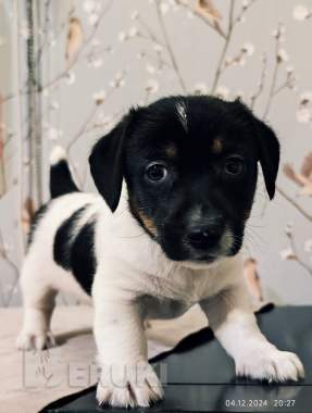 Щенки джек-рассел 1