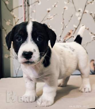 Щенки джек-рассел 2