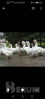 гуси холмогоры