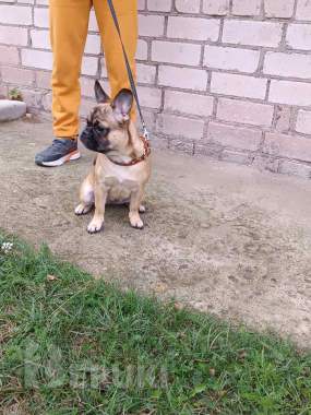 Продам французского бульдога, девочка, пол года